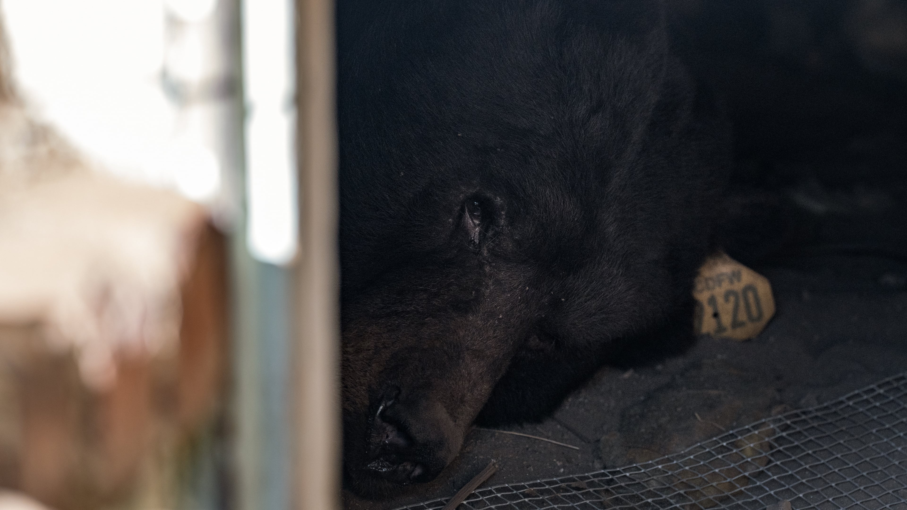 A bear lies inside a crawl space beneath a home in Altadena, Calif., Monday, Dec. 1, 2025. (AP Photo/Jae C. Hong)