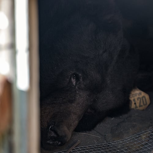A bear lies inside a crawl space beneath a home in Altadena, Calif., Monday, Dec. 1, 2025. (AP Photo/Jae C. Hong)