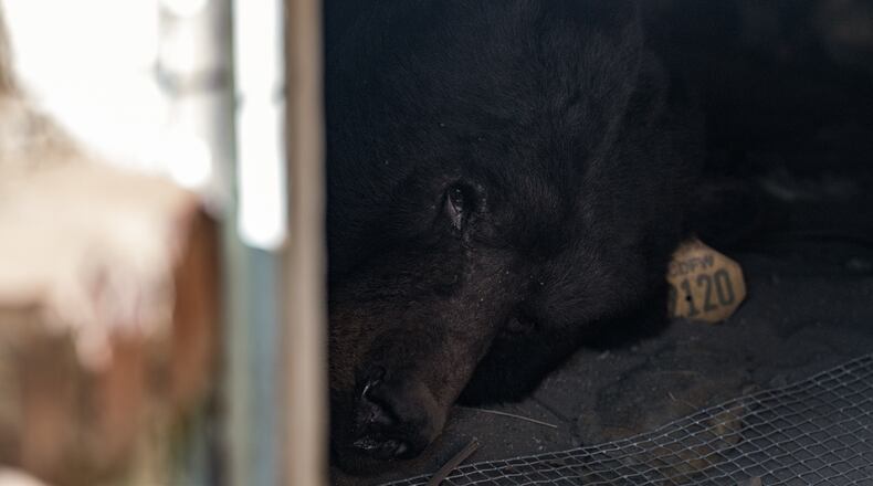 A bear lies inside a crawl space beneath a home in Altadena, Calif., Monday, Dec. 1, 2025. (AP Photo/Jae C. Hong)
