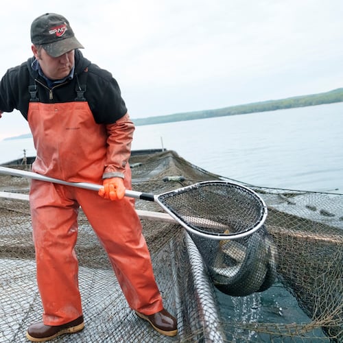 Joel Petersen carries a net of whitefish aboard a boat near Leland, Mich., 2025. (Josh Boland/Bridge Michigan via AP)