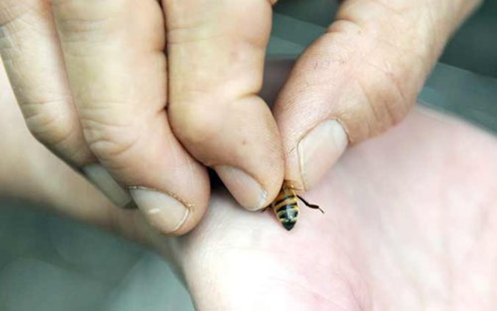 Cindy Bee - bee 'rescuer'
