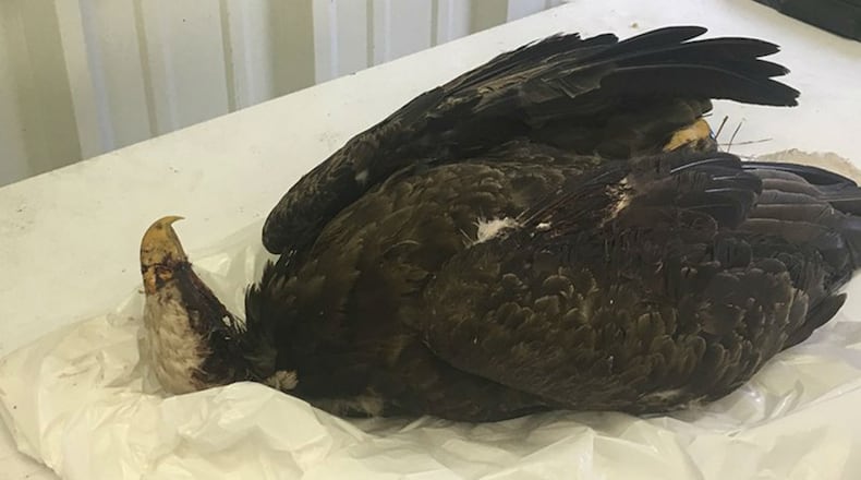 A $6,000 reward is being offered to find who fatally shot a bald eagle. (Photo: Arkansas Game and Fish Commission)