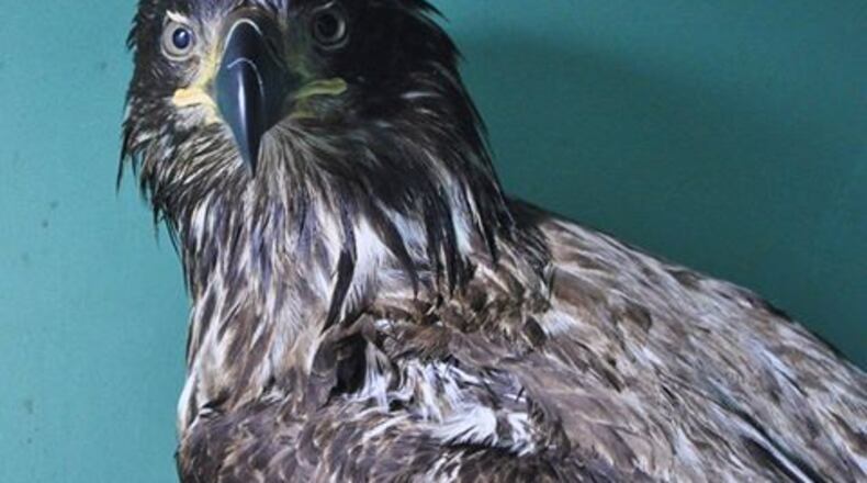Sarvey Wildlife Care Center posted this photo on its Facebook page on Monday, March 27, 2017, of a young bald eagle who later died after apparently ingesting trash.