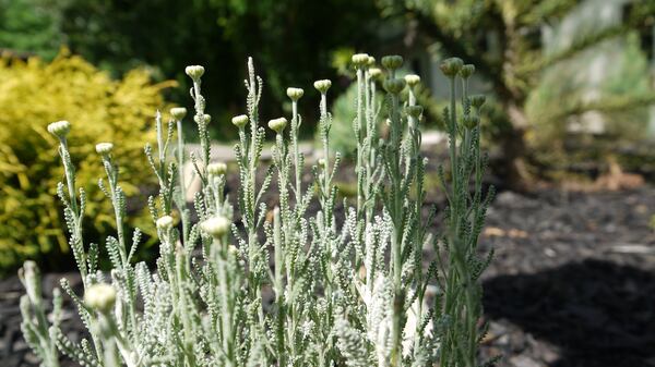 Lavender cotton grows at the Kai Garden. (Courtesy of Eric Mack)