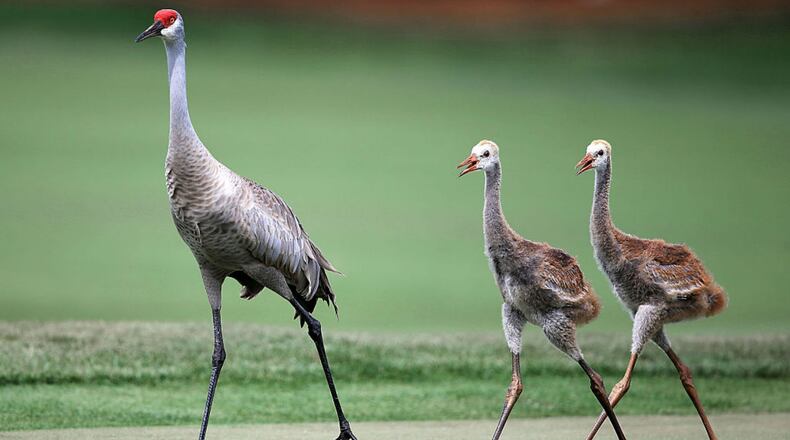Sandhill cranes. File photo. (Photo by Sam Greenwood/Getty Images)