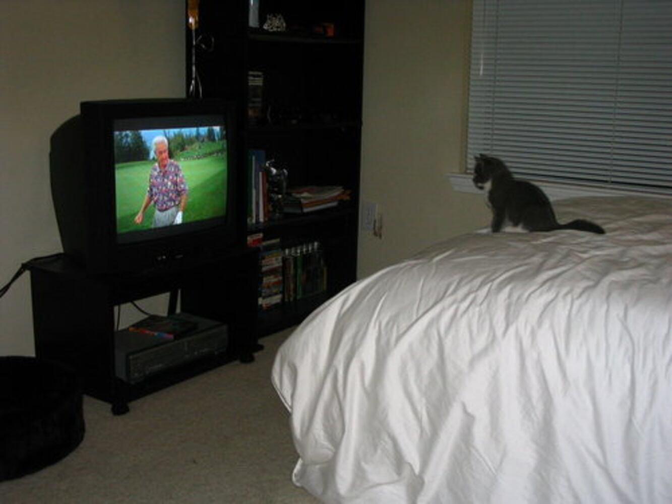 Cats Rule: Check out Sneaky Cats in Action