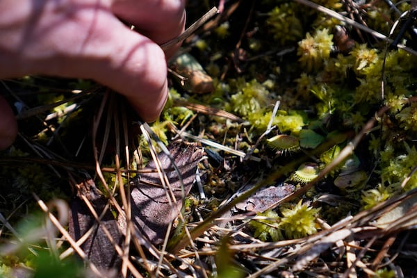 Park ranger Jesse Anderson searches for Venus flytraps during a weekly carnivorous plant hike Saturday, March 22, 2025, in Carolina Beach, N.C. (AP Photo/Erik Verduzco)