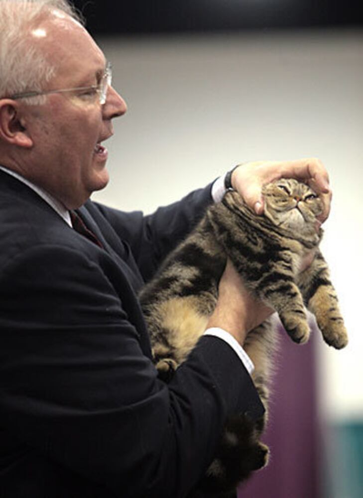 CFA International Cat Show