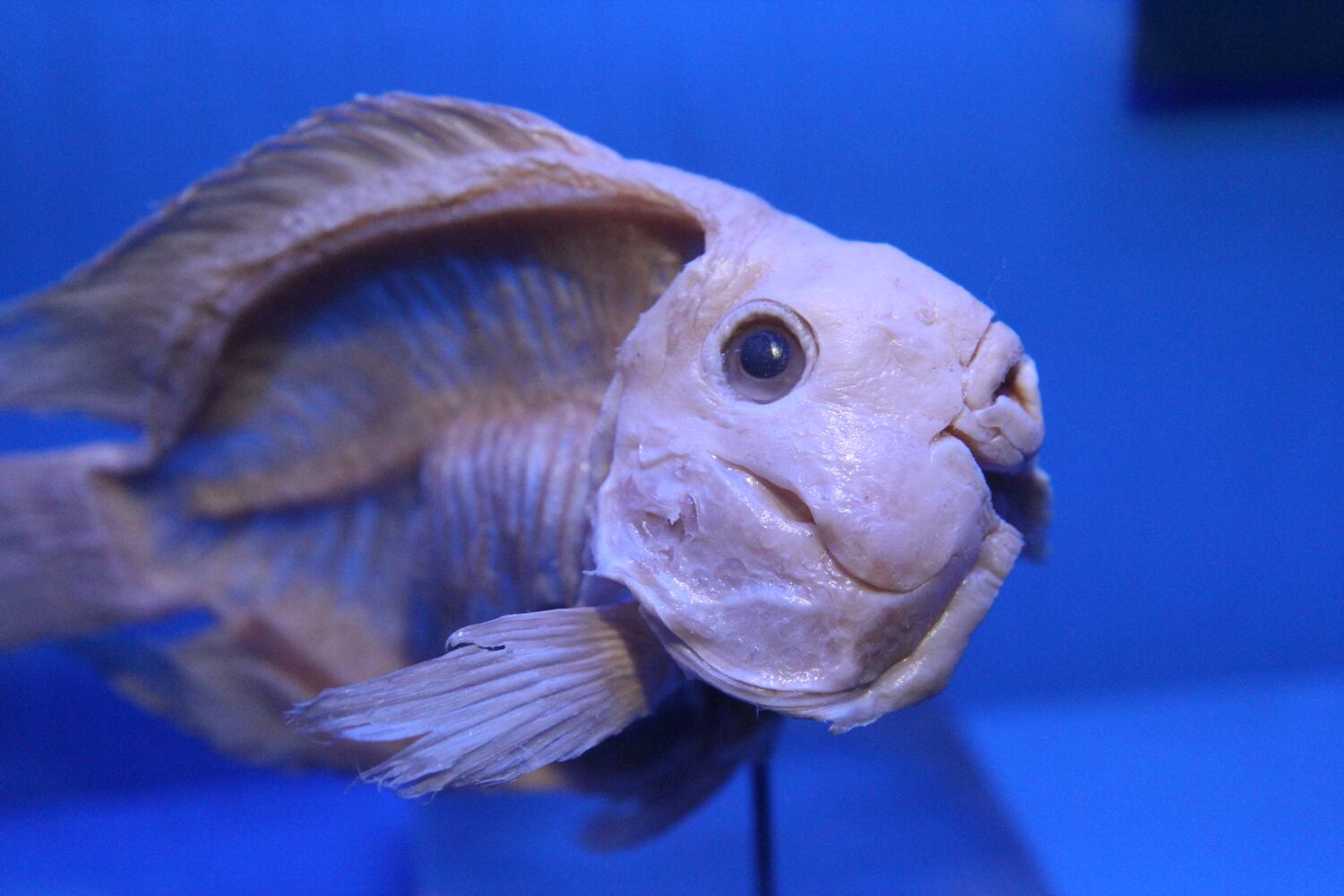 Sea Monsters Revealed: Aquatic Bodies at Georgia Aquarium