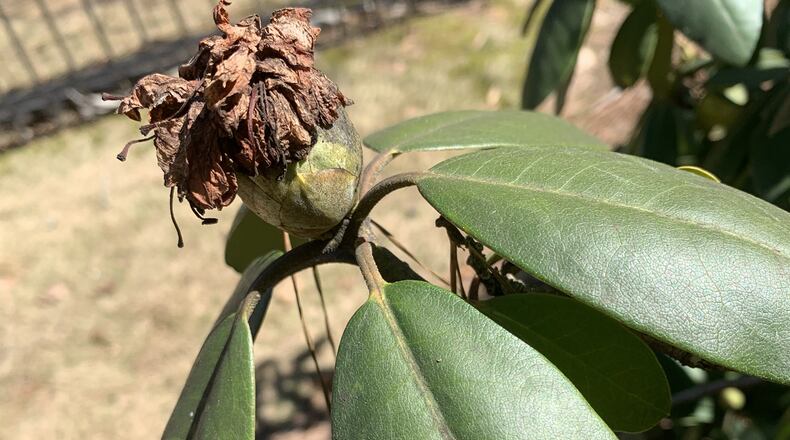 Warm days in January initiated the blooming process on this rhododendron. Five days later, frigid night temperatures froze the petals that had emerged but two nearby shrubs were unscathed. (Courtesy of Walter Reeves)