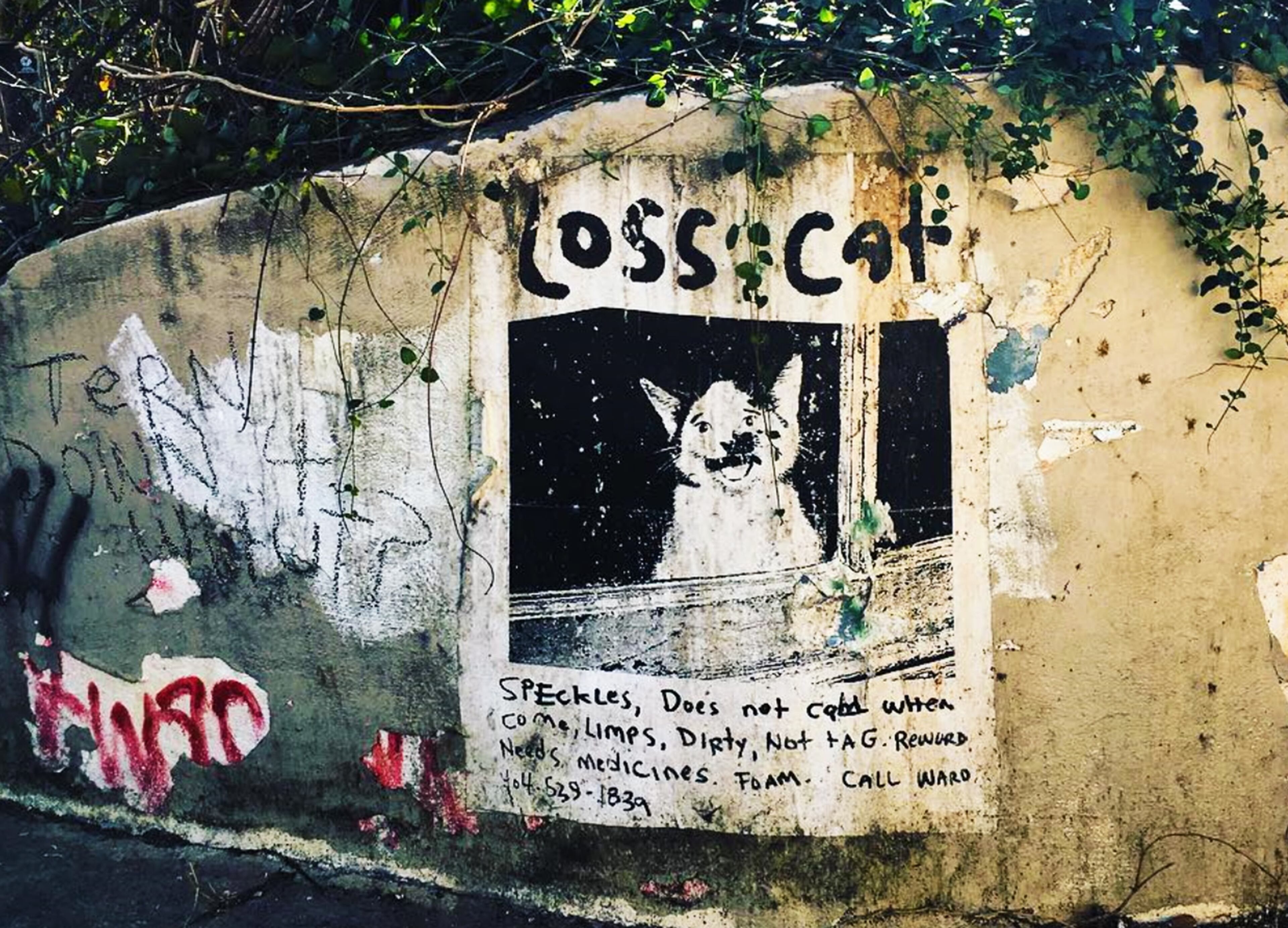 Loss Cat" one of R. Land's most enduring works, out in the world. (Courtesy/R. Land)