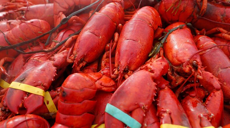 FILE - Lobsters are displayed on Sunday, Sept. 25, 2022, in Foxborough, Mass. (AP Photo/Michael Dwyer, File)