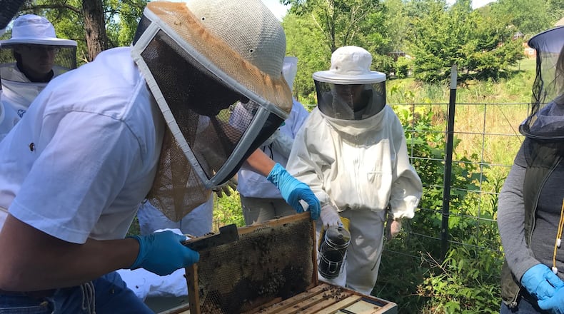 Steve Esau, who tends 100 hives, inspects one near Ormewood Park on Atlanta’s east side. (Armani Martin / armani.martin@ajc.com)