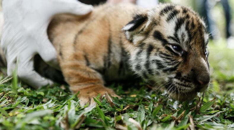 The Cincinnati Zoo has welcomed three new Malayan tiger cubs. They they look like the baby Bengal tiger pictured above. The Malayan cubs are valuable because they will eventually help diversify the zoo population of Malayan tigers.