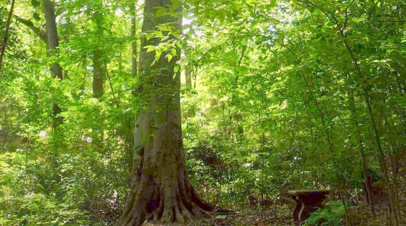 There is a 121.7-foot beech tree in Druid Hills’ Lullwater Conservation Garden that is on Trees Atlanta’s Champion Trees list.Photo courtesy of Trees Atlanta
