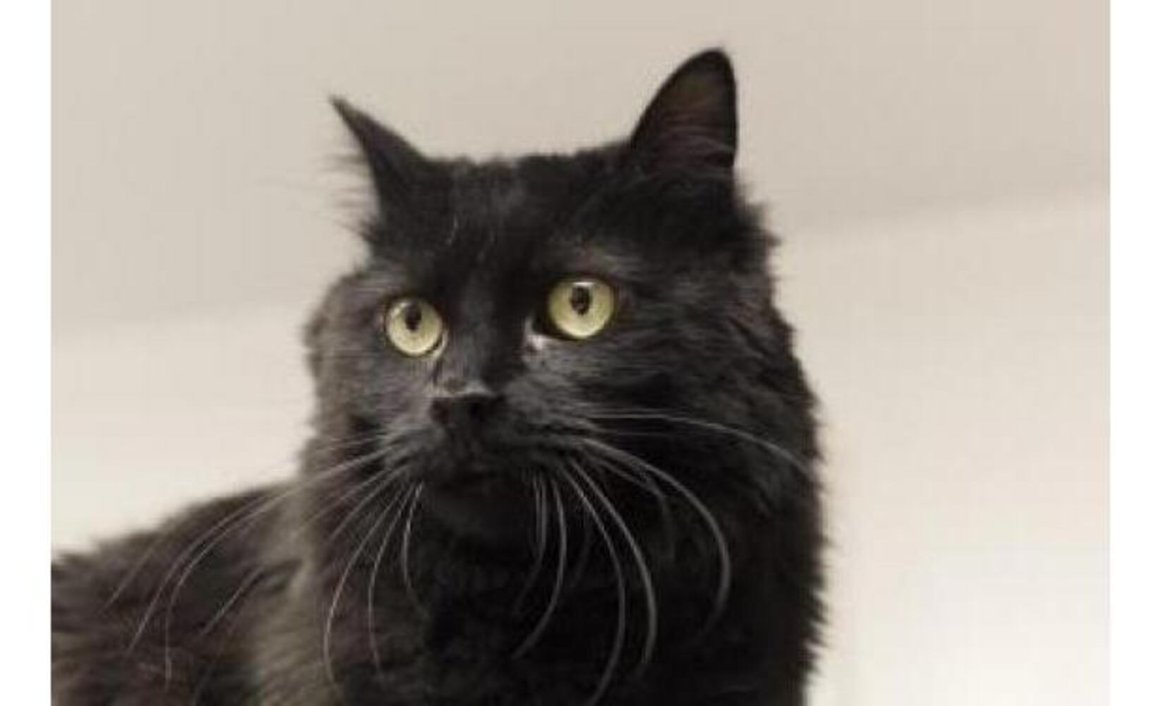 Black cats you can save on Friday the 13th