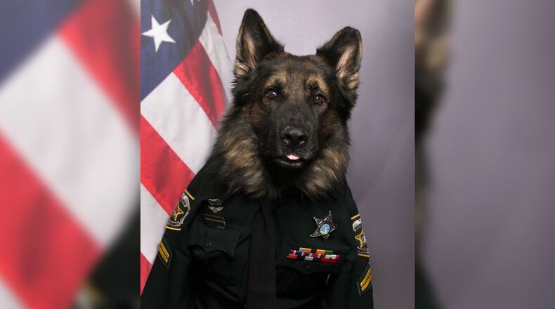K-9 Chico poses for his ID photo at the Orange County Sheriff's Office in Florida.