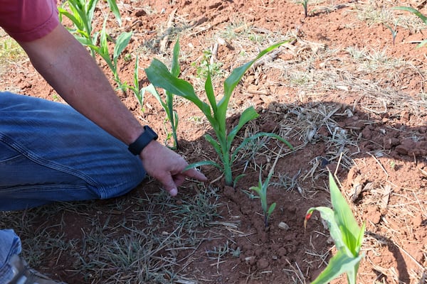 Lee Nunn points out stressed crops in his corn field in Madison. (Arvin Temkar/AJC)