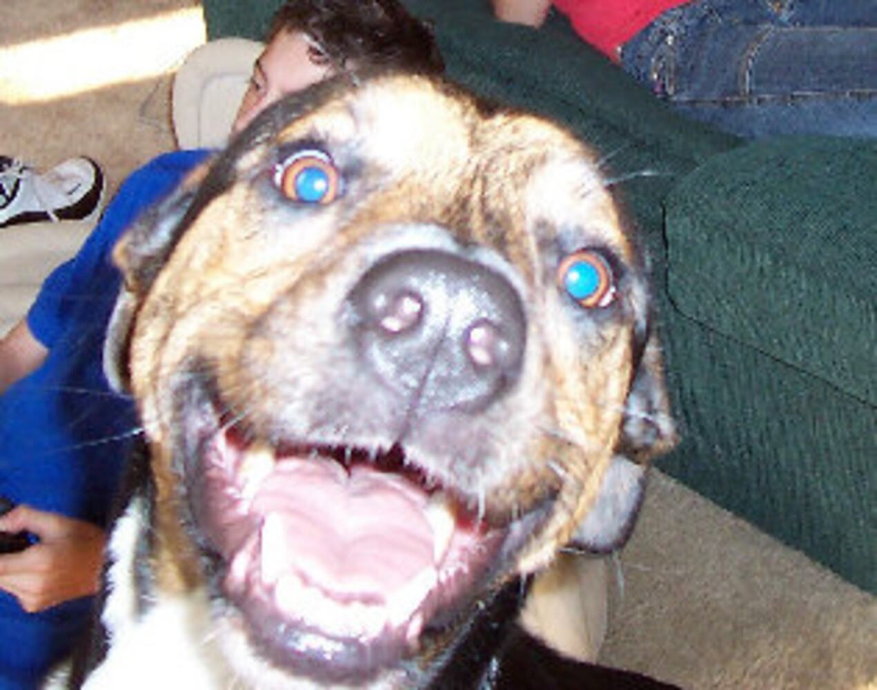 T.G.I.F. Atlanta's Smiling Pets 58