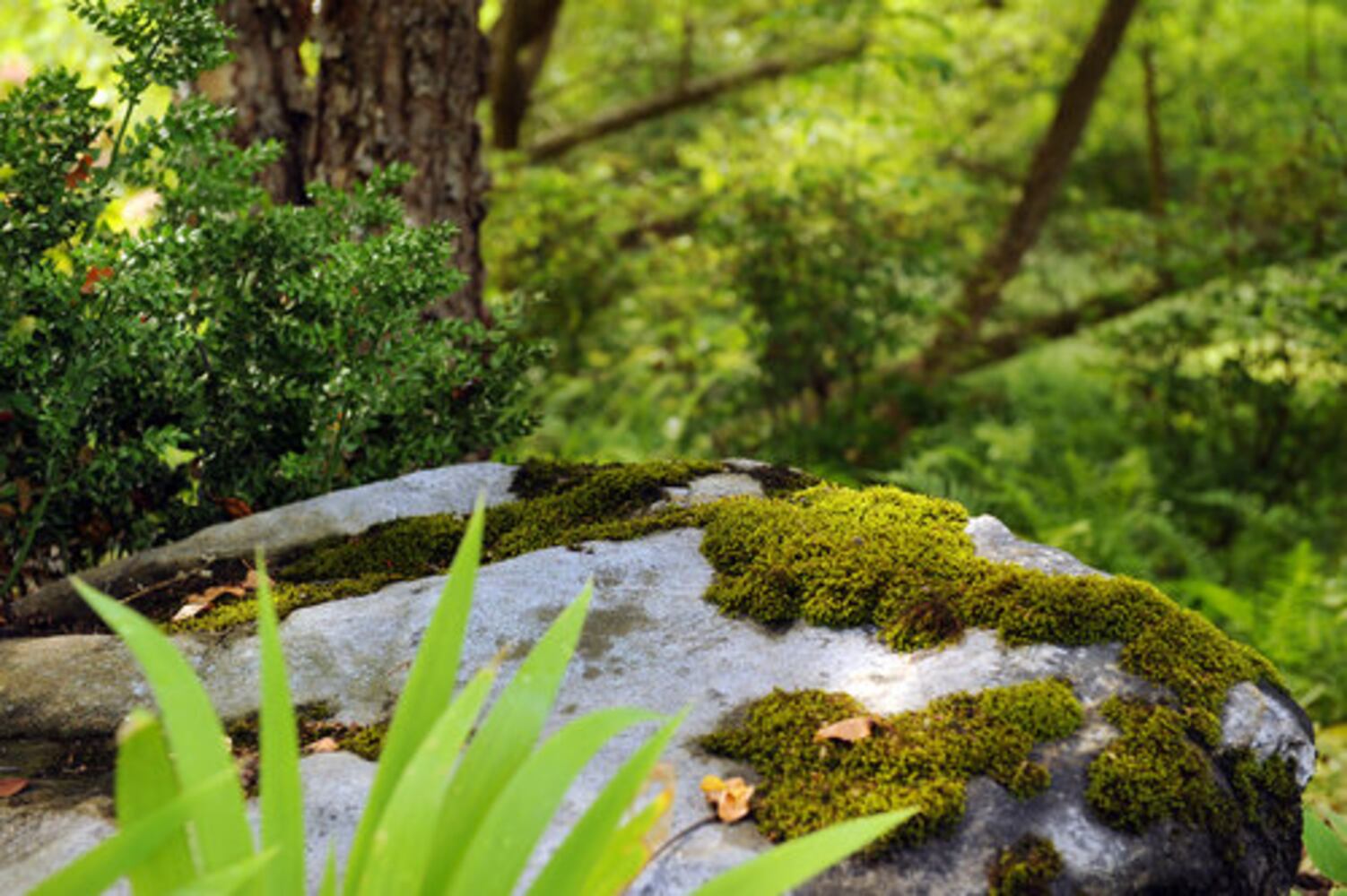 A wooded Druid Hills garden planted with TLC