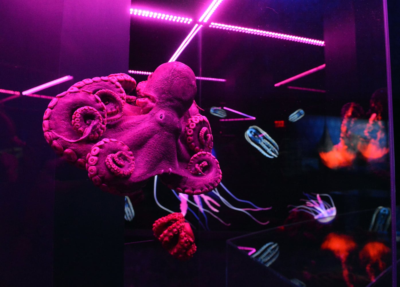 Sea Monsters at Georgia Aquarium