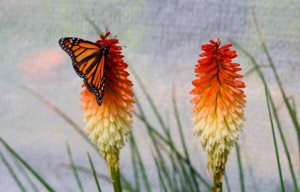 A Garden with Wings pollinator garden and butterfly house will be open Friday, May 22, and Saturday, May 23, at Smith-Gilbert Gardens. Above is a butterfly on a Kniphofia uvaria, also known as the Red Hot Poker or Torch Lily. (Courtesy of Smith-Gilbert Gardens)