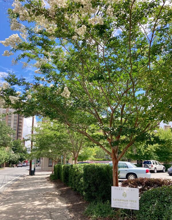 A line of crepe myrtles planted in 2012 in the Historic District of Savannah.