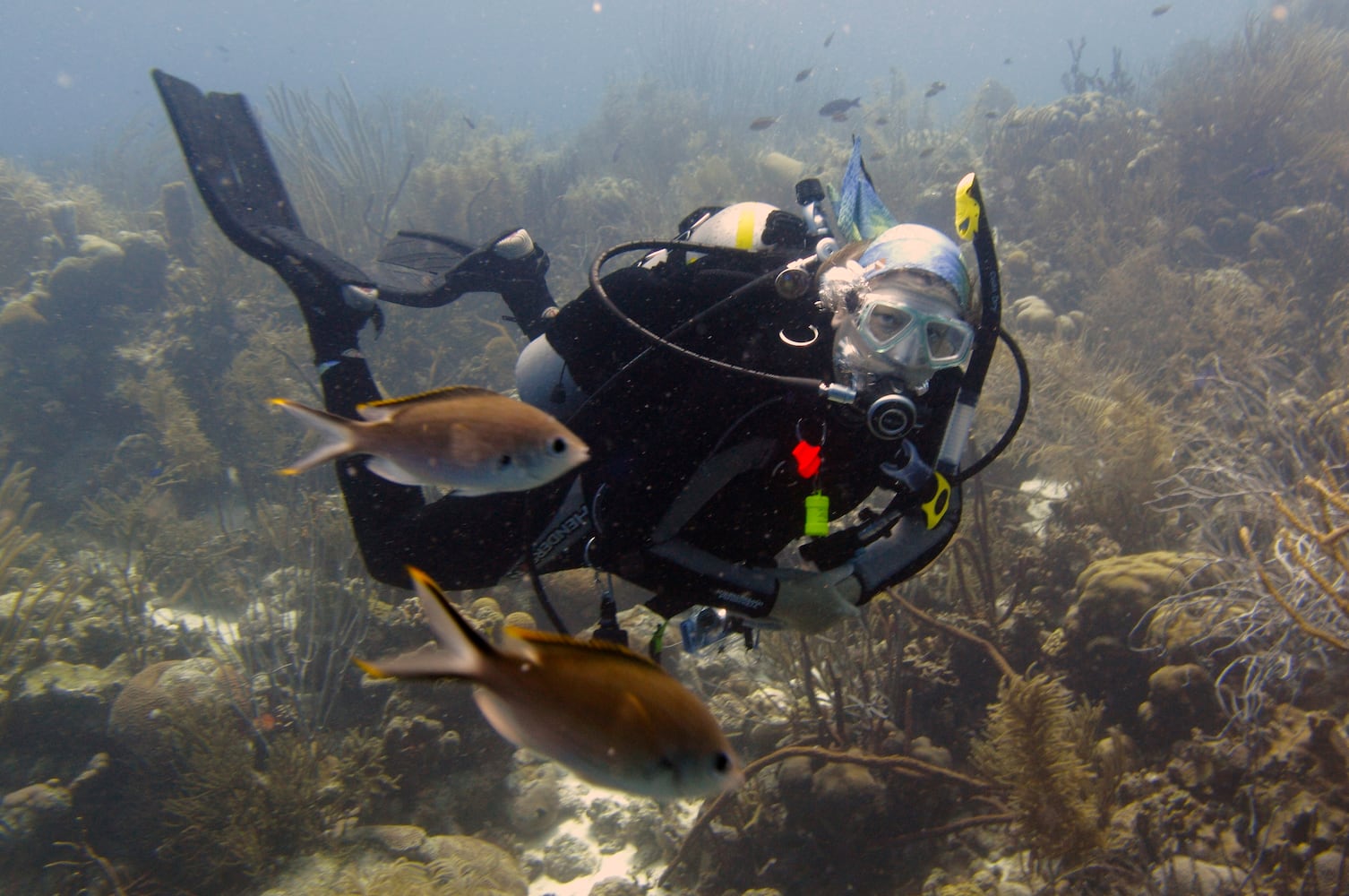 Go SCUBA diving