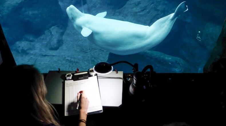 A pregnant beluga whale is observed at the Georgia Aquarium.