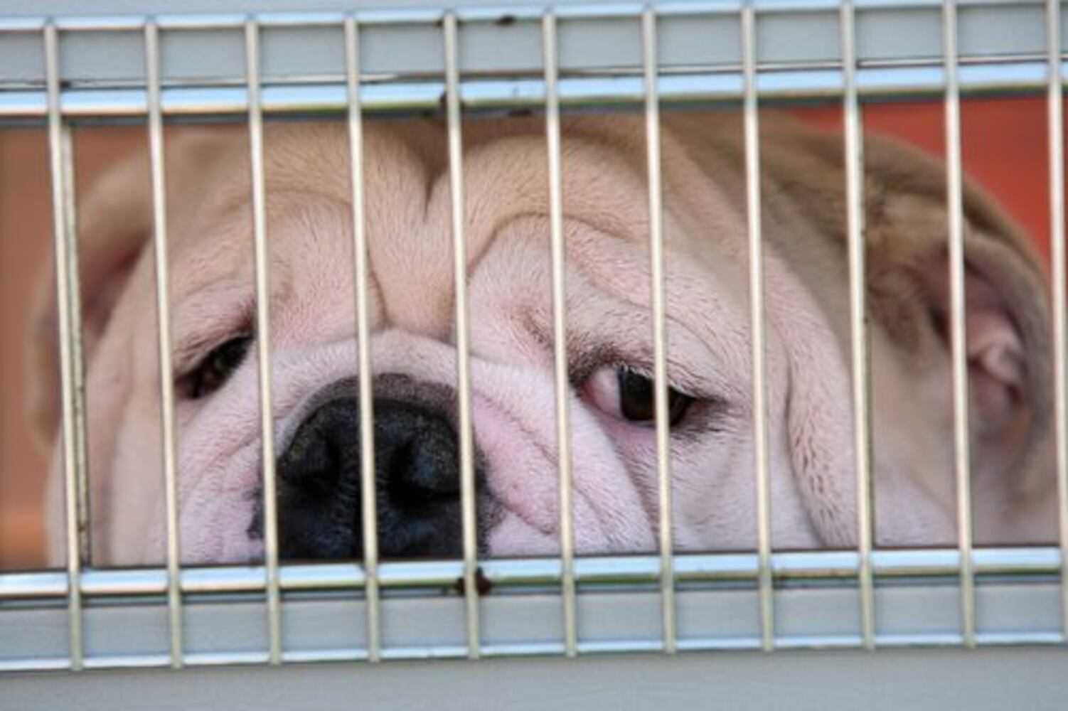 Georgia mascot Uga VII dies