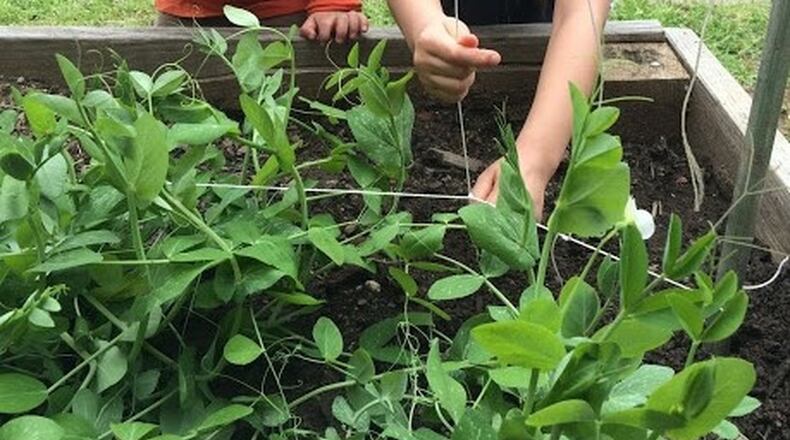 Given metal poles and twine, a group of Briar Vista Elementary School students worked together to create a trellis that would elevate their pea vines and give them a chance to thrive.