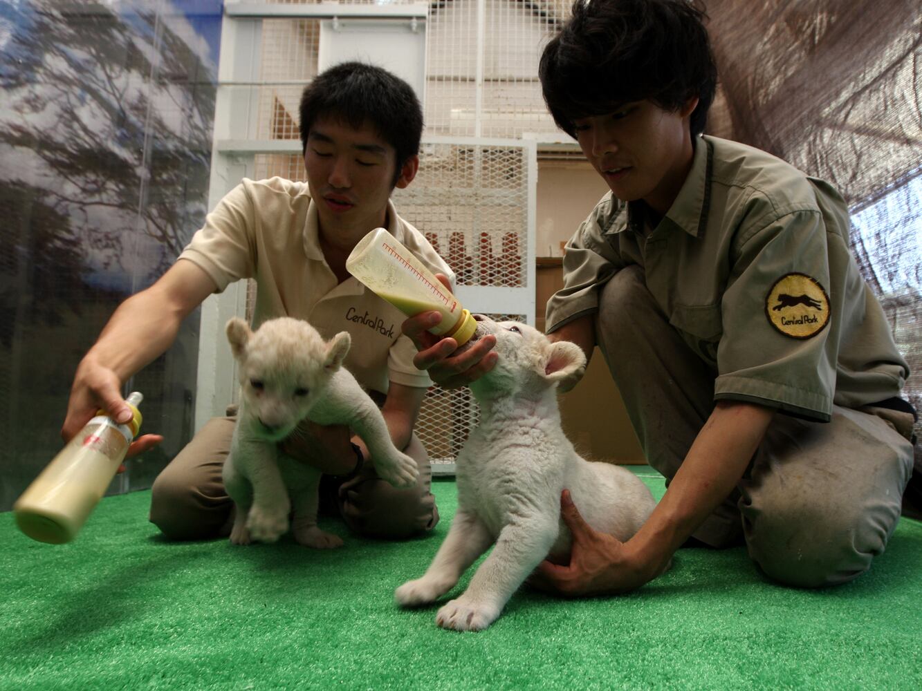 Seven Lion Cubs born At Himeji Central Park, Japan