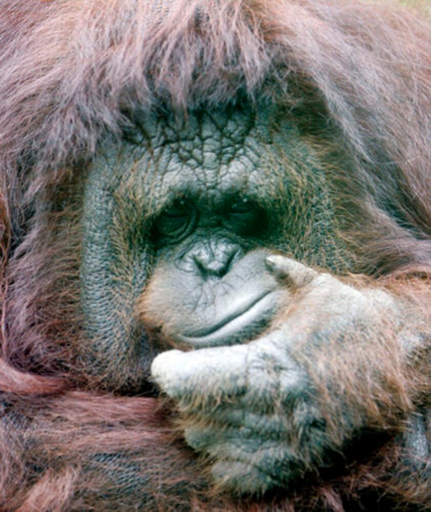 Bangkok zoo animals cool off from summer heat