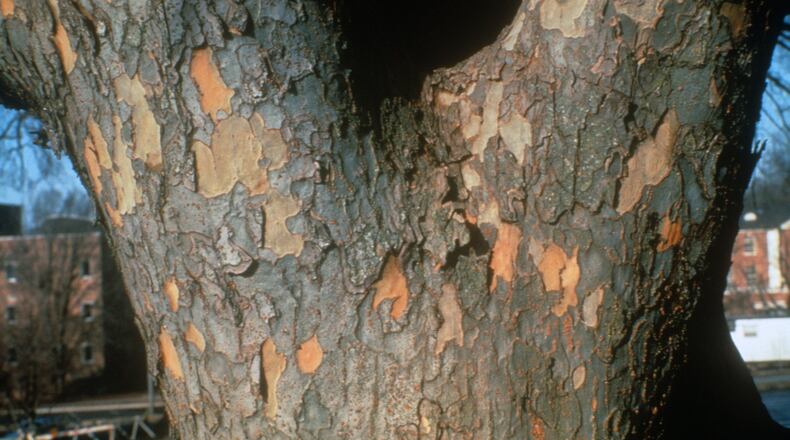 Chinese elm bark naturally pops off to make a jigsaw puzzle-like pattern. Contributed by Walter Reeves.