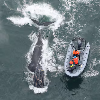Georgia and Florida wildlife officials work to disentangle right whale No. 5217, known as Division, off St. Simons Island, Ga., on Dec. 4, 2025. (Credit: Clearwater Marine Aquarium Research Institute/taken under NOAA permit 24359. Credit and permit number required for use. Aerial survey funded by NOAA Fisheries and Georgia DNR.)