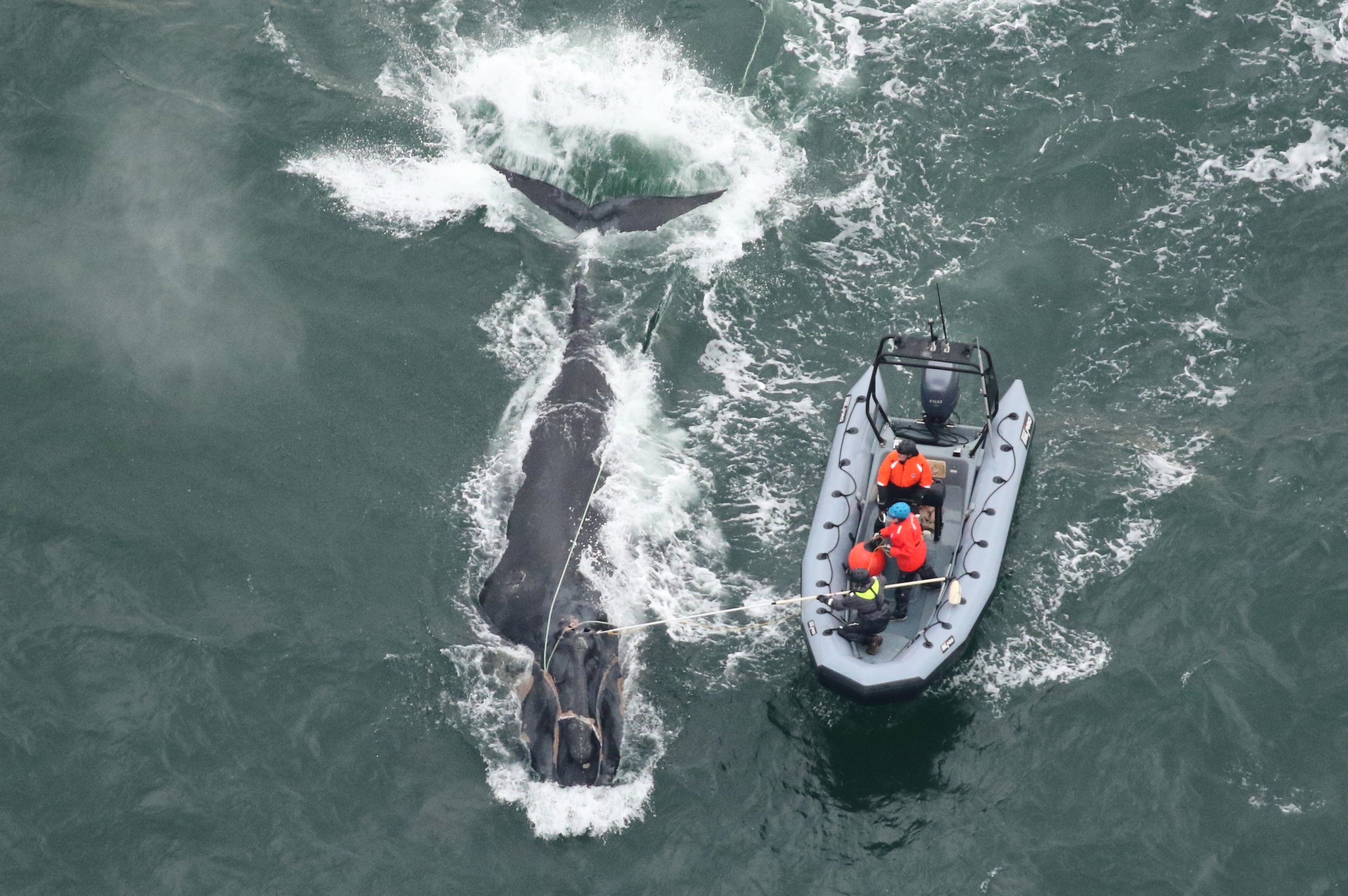 Right whale rescue