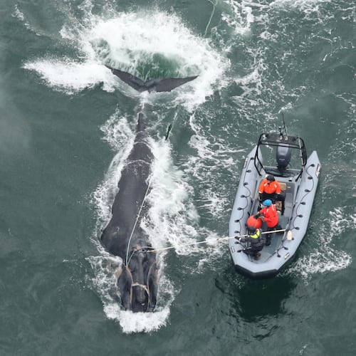 Georgia and Florida wildlife officials work to disentangle right whale No. 5217, called Division, off St. Simons Island on Dec. 4. (Courtesy o Clearwater Marine Aquarium Research Institute)