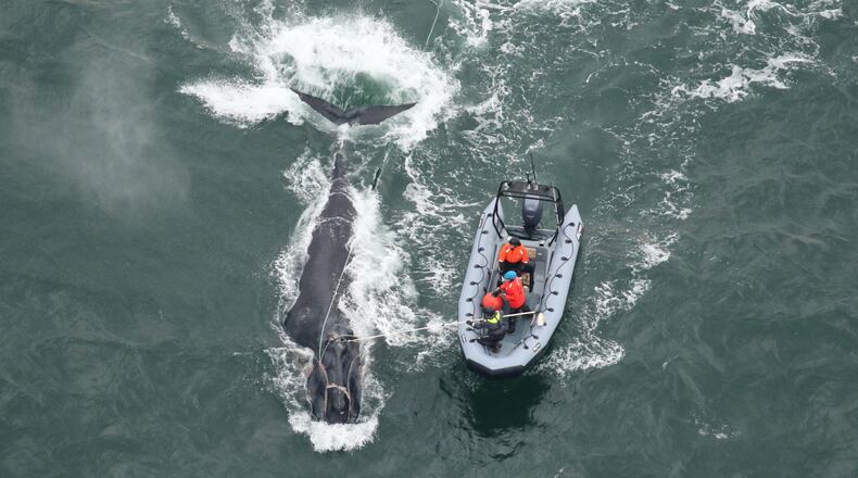 Georgia and Florida wildlife officials work to disentangle right whale No. 5217, called Division, off St. Simons Island on Dec. 4. (Courtesy o Clearwater Marine Aquarium Research Institute)