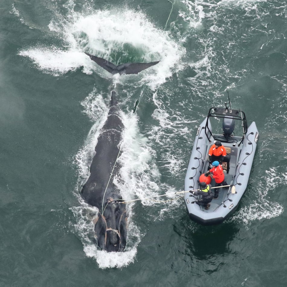 Georgia and Florida wildlife officials work to disentangle right whale No. 5217, called Division, off St. Simons Island on Dec. 4. (Courtesy o Clearwater Marine Aquarium Research Institute)