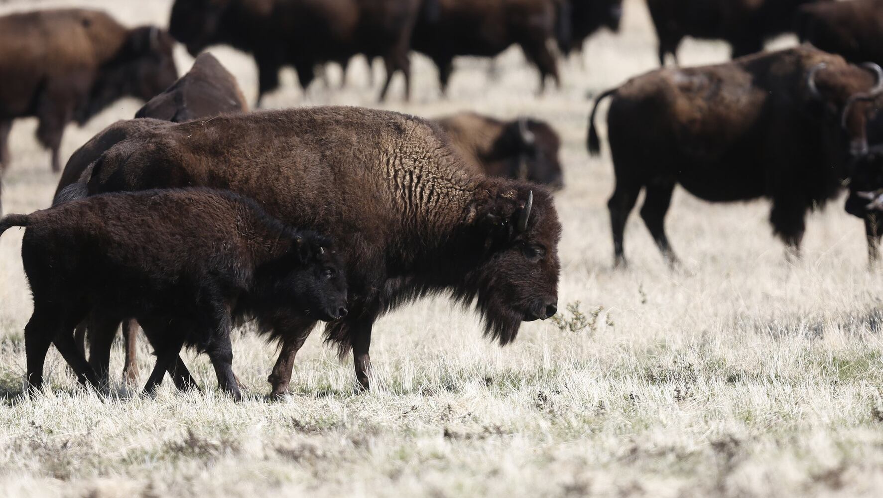 Wanted: Bison herders; tenderfoots welcome
