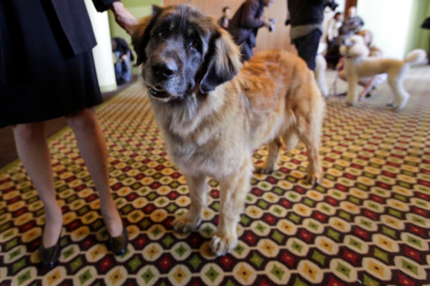 New breeds at Westminster Dog Show