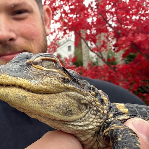 Joe Kenney holds an alligator he rescued after it was discovered in Boston's Charles River, Thursday, Nov. 13, 2025 in Abington, Mass. (AP Photo/Rodrique Ngowi)
