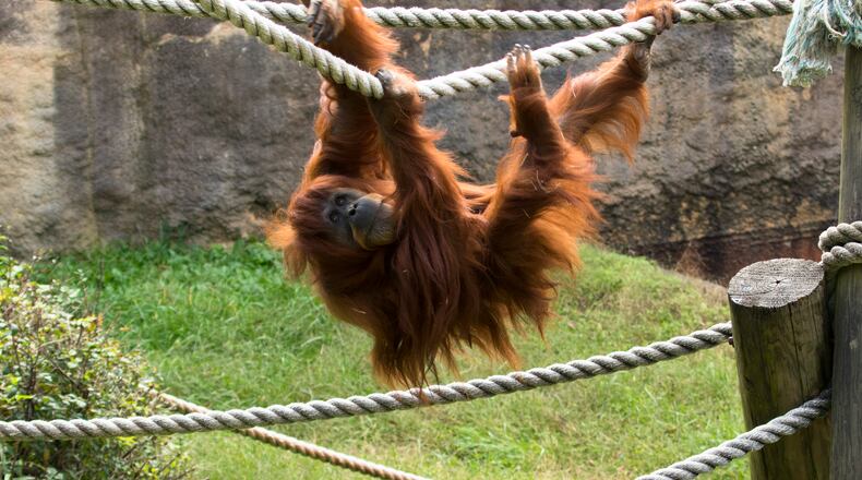 Biji, the oldest of nine orangutans at Zoo Atlanta is dead. Photo: Zoo Atlanta