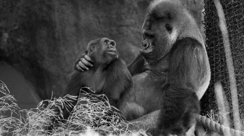 Gorilla Willie B. with his first mate, Kinyani, at Zoo Atlanta in 1989.
