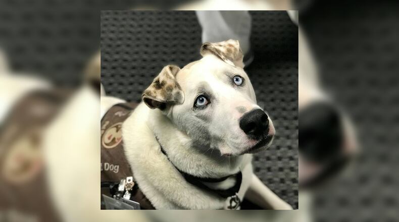 This 2018 photo from the Gainesville Police Department shows Beethoven, a deaf therapy dog whose handler is Lt. Zeisloft with the Muscogee County Sheriff's Office.