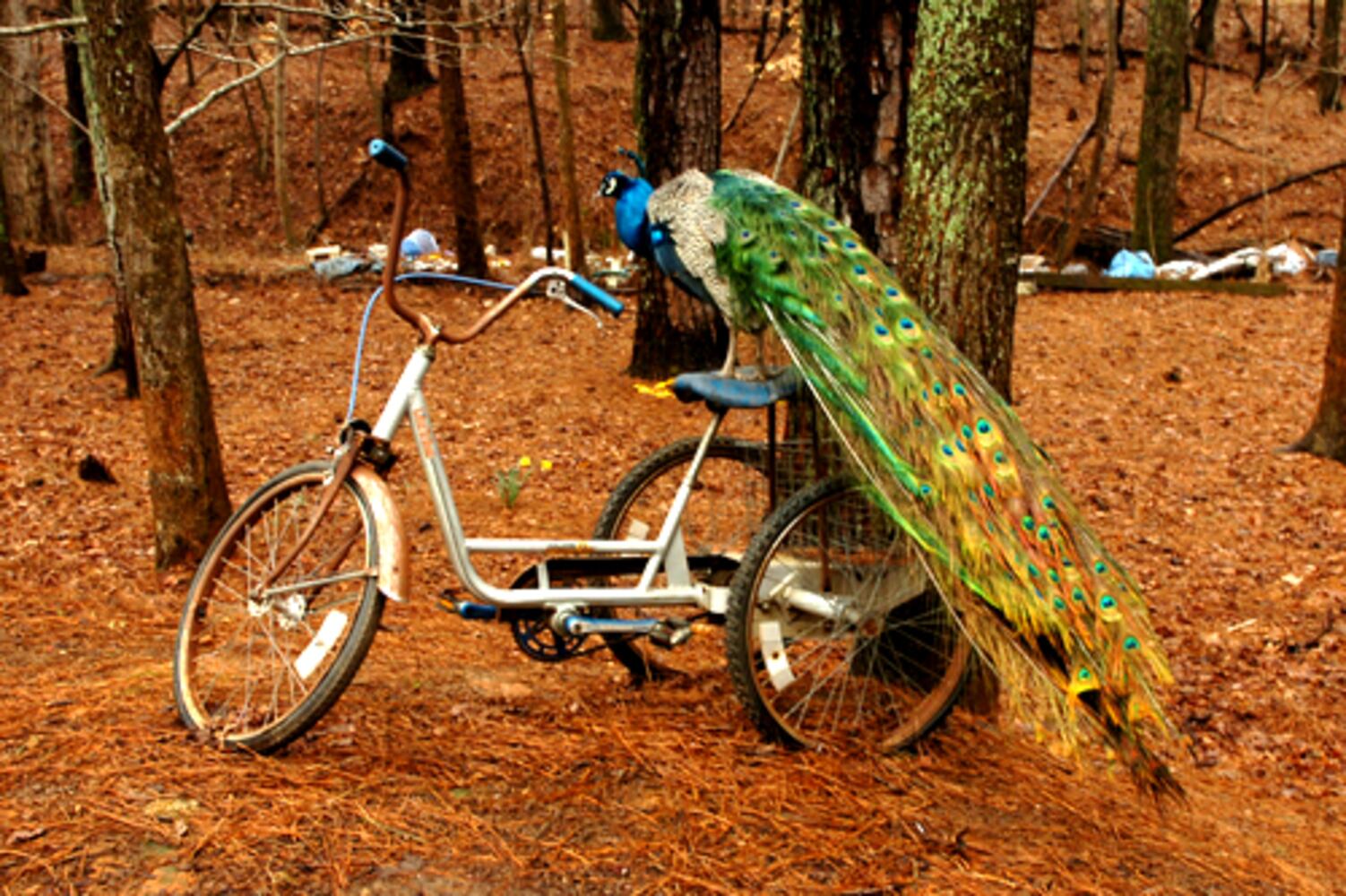 House replaces trailer but peacocks, emus, goats remain