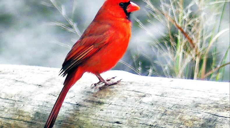 With the days growing longer in early February, the male Northern cardinal bursts out into springlike song — one of the first songbirds to start singing in the new year. CONTRIBUTED BY CHARLES SEABROOK