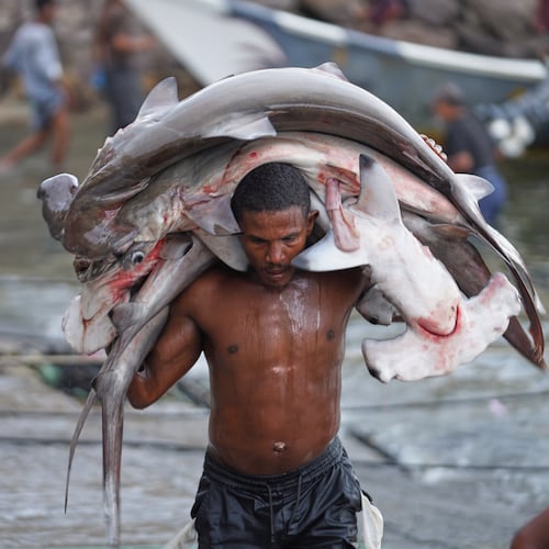 A fisherman carries his catch, including hammerhead sharks, ashore at the Sirah fish market in Aden, Yemen, Tuesday, Sept. 15, 2026. (AP Photo/Abdulnasser Alseddik)
