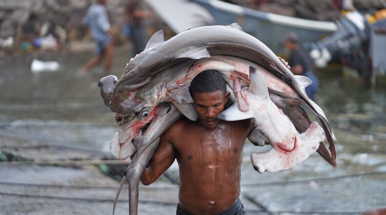 A fisherman carries his catch, including hammerhead sharks, ashore at the Sirah fish market in Aden, Yemen, Tuesday, Sept. 15, 2026. (AP Photo/Abdulnasser Alseddik)