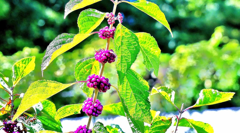An abundance of wild food, such as the American beauty berry shown here, is available right now. Birds generally prefer the natural fare, which may be why they are often scarce at backyard feeders at this time of year. (Charles Seabrook for The Atlanta Journal-Constitution)